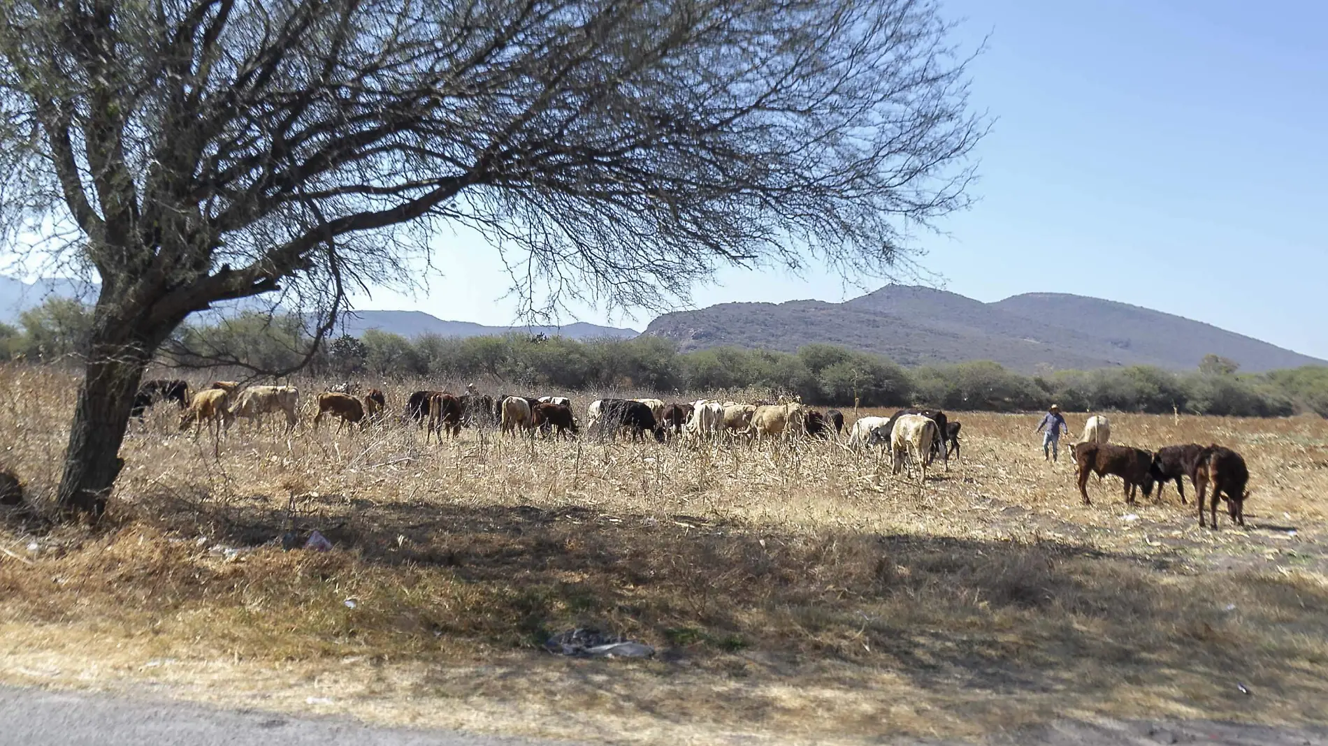 Los productores de ganado vigilan a los animales para evitar abigeato. Foto César Ortiz